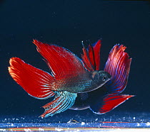 Siamese fighting fish {Betta splendens} two males in lateral display, captive, freshwater, from Malaysia and Thailand