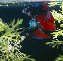 Siamese fighting fish {Betta splendens} two males in lateral display, captive, freshwater, from Malaysia and Thailand