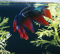 Siamese fighting fish {Betta splendens} two males displaying, captive, freshwater, from Malaysia and Thailand
