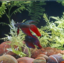 Siamese fighting fish {Betta splendens} two males  displaying, captive, freshwater, from Malaysia and Thailand