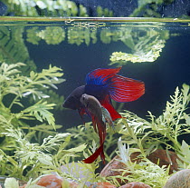 Siamese fighting fish {Betta splendens} dominant male displaying at vanquished submissive male, captive, freshwater, from Malaysia and Thailand
