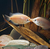 Kissing gouramis {Helostoma temmincki} kissing, captive, from Asia, freshwater