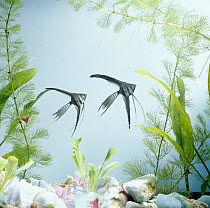 Angelfish {Pterophyllum scalare} melanic veiltail 'black lace' variety, captive, from rivers of Amazon basin, South america