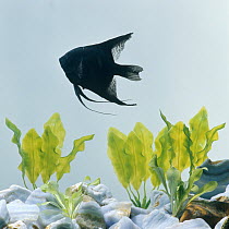 Angelfish {Pterophyllum scalare} dark melanic variety, captive, from rivers of Amazon basin, South america