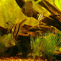 Angelfish {Pterophyllum scalare} and other tropical freshwater species in water rich in peat, captive, from rivers of Amazon basin, South america