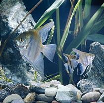 Angelfish {Pterophyllum sp} adult and young, captive, from rivers of Amazon basin, South america, note varying intensity of stripes