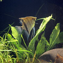 Angelfish {Pterophyllum sp} female fanning her eggs, captive, from rivers of Amazon basin, South america