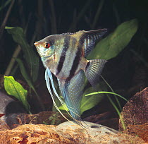 Angelfish {Pterophyllum sp} captive, from rivers of Amazon basin, South america