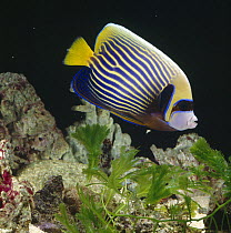 Emperor angelfish {Pomacanthus imperator} captive, from Indo-Pacific