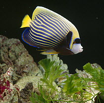 Emperor angelfish {Pomacanthus imperator} captive, from Indo-Pacific