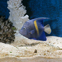 Yellowbar / Purplemoon angelfish {Pomacanthus maculosus} captive