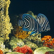 Semicircle angelfish {Pomacanthus semicirculatus} displaying at its own reflection in a mirror, captive, from Indo-Pacific