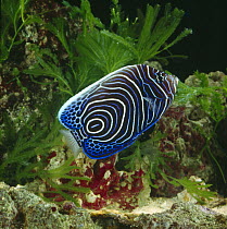 Emperor angelfish {Pomacanthus imperator} juvenile, captive, from Indo-Pacific