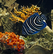 Semicircle angelfish {Pomacanthus semicirculatus}  captive, from Indo-Pacific
