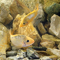 Red devil {Cichlasoma citrinellum} spawning pair, captive, from South America