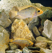 Red devil {Cichlasoma citrinellum} spawning pair, female egg laying on a stone, male above ready to fertilise the eggs, captive, from South America