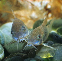 Bronze armoured catfish {Corydoras aeneus} albino and normal colour variants, captive, from South America