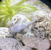 Sucking catfish {Hypostomus / Plecostomus plecostomus} attached by its sucking mouth to the glass of a fish tank, captive