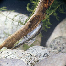 Sucking catfish {Hypostomus / Plecostomus plecostomus} attached to submerged branch by sucker on mouth, captive