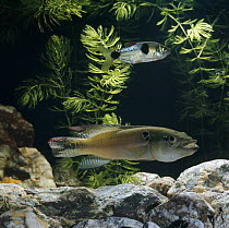 Pike cichlid {Crenicichla lepidota} displaying, with Rainbow characin {Exodon paradoxus} in background, captive, from South America