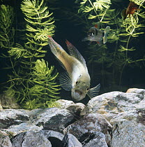 Pike cichlid {Crenicichla lepidota} female with mouth open, Rainbow characin {Exodon paradoxus} in background, captive, from South America