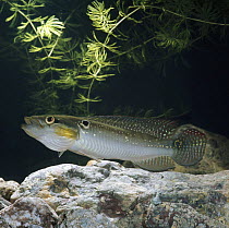 Pike cichlid {Crenicichla lepidota} displaying with fins raised and gills distended, captive, from South America