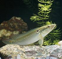 Pike cichlid {Crenicichla lepidota} resting on rock, 'tripoding' on pelvic fins and tail, captive, from South America