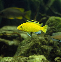Cichlid {Labidochromis cueruleus} captive,