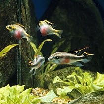 Nigerian cichlid {Pelmatochromis pulcher / kribensis} pair attacking their reflections in a mirror in fishtank, female with red belly displaying to 'rival' female, and male attacking 'rival' male, cap...