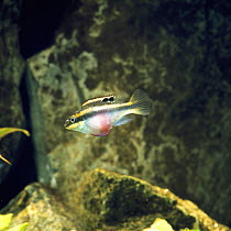 Nigerian cichlid {Pelmatochromis pulcher / kribensis} female with red belly, captive, from Nigeria