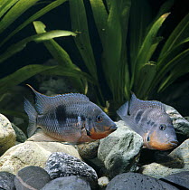 Firemouth cichlid {Cichlasoma meeki} subordinate male hiding amongst stones and assuming barred colouration for camouflage, captive, from Guatemala and Mexico