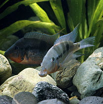 Firemouth cichlid {Cichlasoma meeki} once-dominant male assuming subordinate barred colouration after his lips became dislocated during territorial disputes, captive, from Guatemala and Mexico