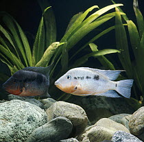 Firemouth cichlid {Cichlasoma meeki} two males showing colour changes according to mood, pale is subordinate, dark is dominant, captive, from Guatemala and Mexico