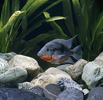 Firemouth cichlid {Cichlasoma meeki} brightly coloured dominant male, captive, from Guatemala and Mexico
