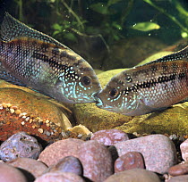 Jack Dempsey cichlids {Cichlasoma biocellatum} wrestling before spawning, captive, from central america