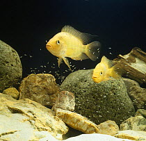 Red devil {Cichlasoma citrinellum} pair guarding young fry, captive, from South America