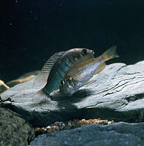 African mouthbrooder {Haplochromis burtoni} female trying to pick up dummy-eggs on male's anal fin as he sheds his milt and fertilises the eggs that she is carrying in her mouth, captive, from Lake Ta...