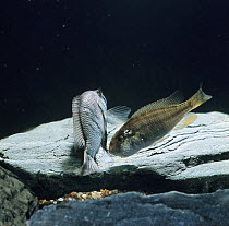African mouthbrooder {Haplochromis burtoni} female trying to pick up dummy-eggs on male's anal fin as he sheds his milt and fertilises the eggs that she is carrying in her mouth, captive, from Lake Ta...