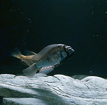 African mouthbrooder {Haplochromis burtoni} male enticing female onto flat stone by spreading his anal fin and displaying his egg spots, captive, from Lake Tanganyika, Tanzania, sequence 2/7