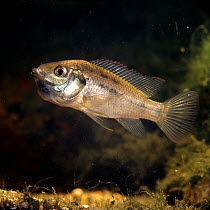 Mozambique mouthbrooder {Tilapia mossambica} female brooding a clutch of eggs in her mouth, captive, from Mozambique