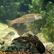 Brown trout {Salmo trutta} and Freshwater crayfish, captive, from Europe