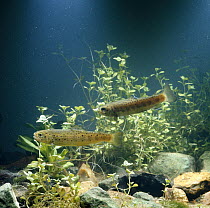 Brown trout {Salmo trutta} two juveniles / par display forward parellel swimming, teritorial display, captive, from Europe