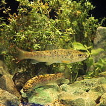 Two Brown trout {Salmo trutta} captive, from Europe, life cycle sequence 14/14