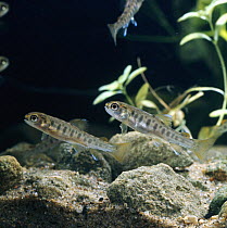 Two Brown trout {Salmo trutta} juvenile two-months-old fingerlings, holding their position in strong current, captive, from Europe