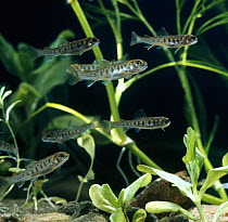 Brown trout {Salmo trutta} juvenile two-months-old fingerlings, holding their position in strong current, captive, from Europe, life cycle sequence 12/14
