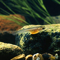 Brown trout {Salmo trutta} three/four-weeks-old alevin, captive, from Europe, life cycle sequence 11/14