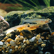 Brown trout {Salmo trutta} three/four-weeks-old alevins, captive, from Europe