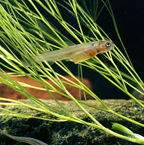 Brown trout {Salmo trutta} three/four-weeks-old alevin, captive, from Europe