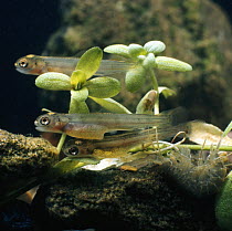 Brown trout {Salmo trutta} three/four-weeks-old alevins with freshwater Shrimp {Gammarus sp}, captive, from Europe, life cycle sequence 10/14
