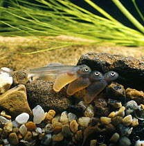 Brown trout {Salmo trutta} one-week-old alevins on river gravel, captive, from Europe, life cycle sequence 9/14